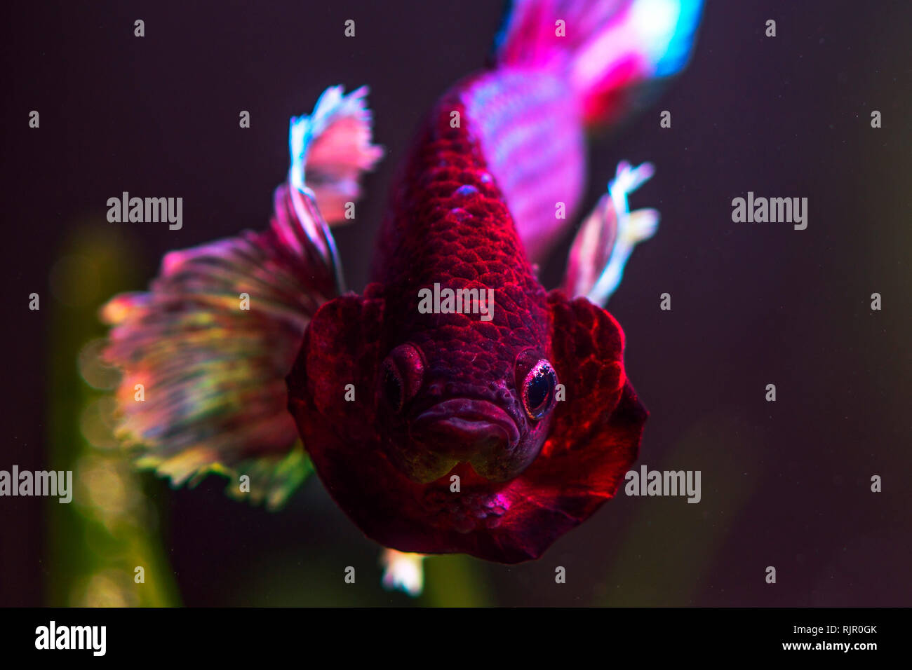 Close-up and details of a Dumbo Ear Betta Fish Stock Photo