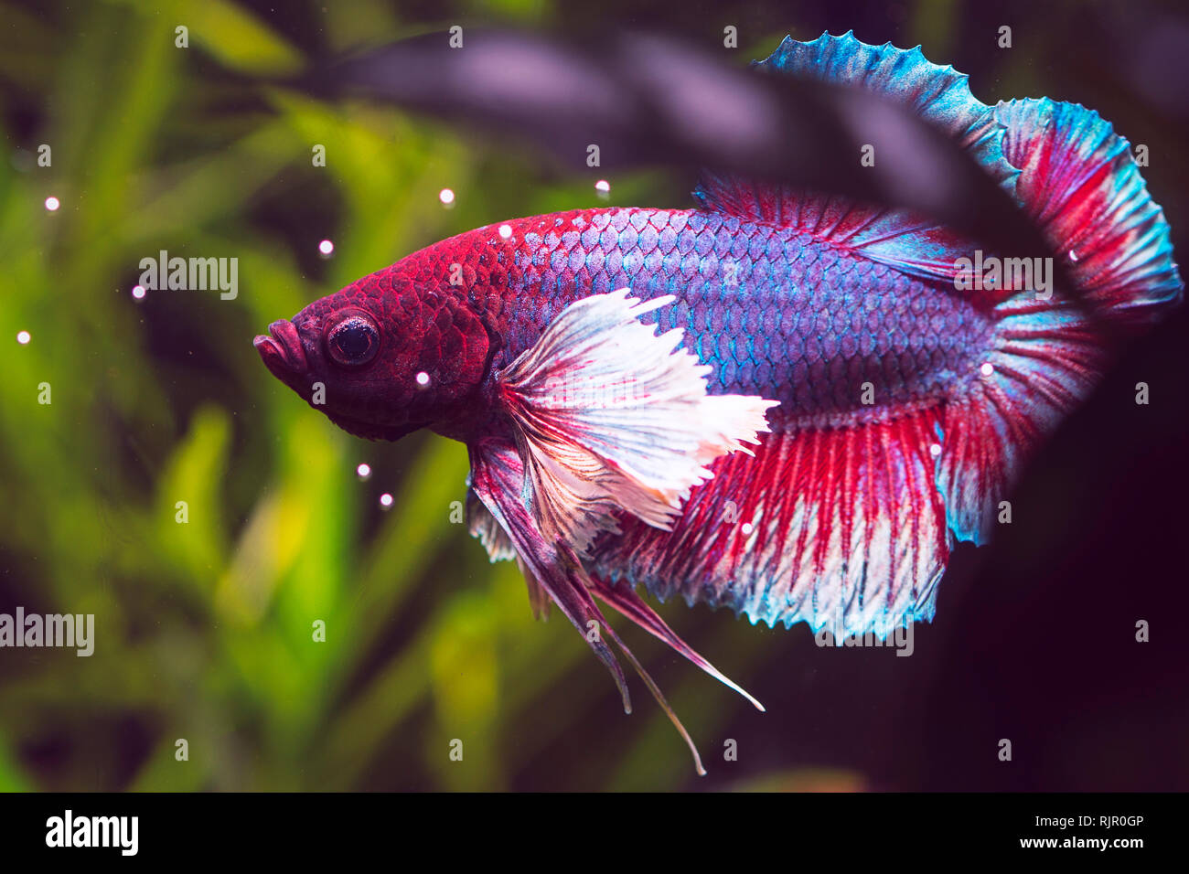 Close-up and details of a Dumbo Ear Betta Fish Stock Photo