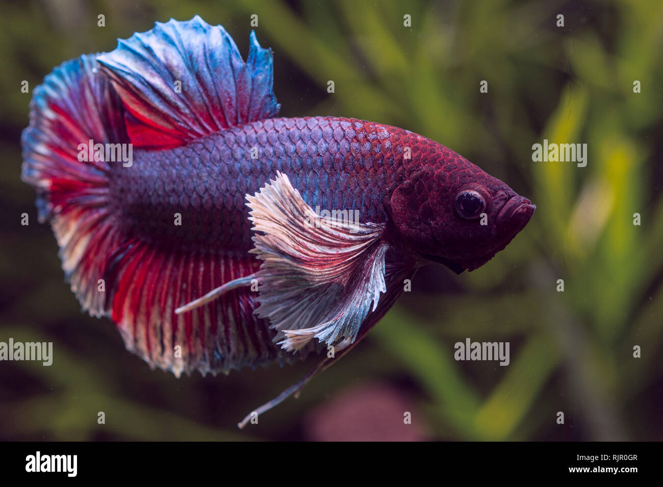 Close-up and details of a Dumbo Ear Betta Fish Stock Photo