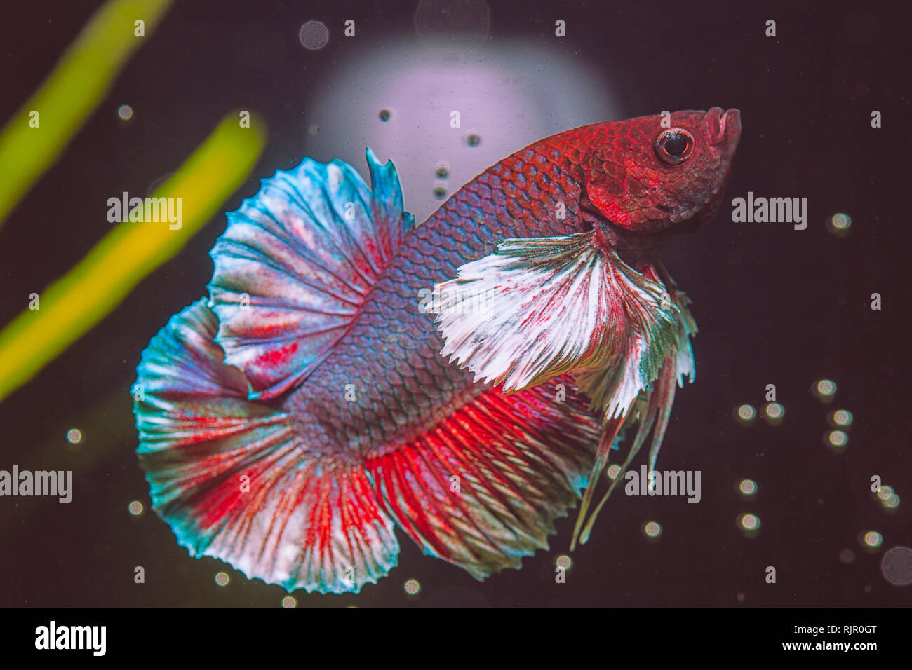 Close-up and details of a Dumbo Ear Betta Fish Stock Photo