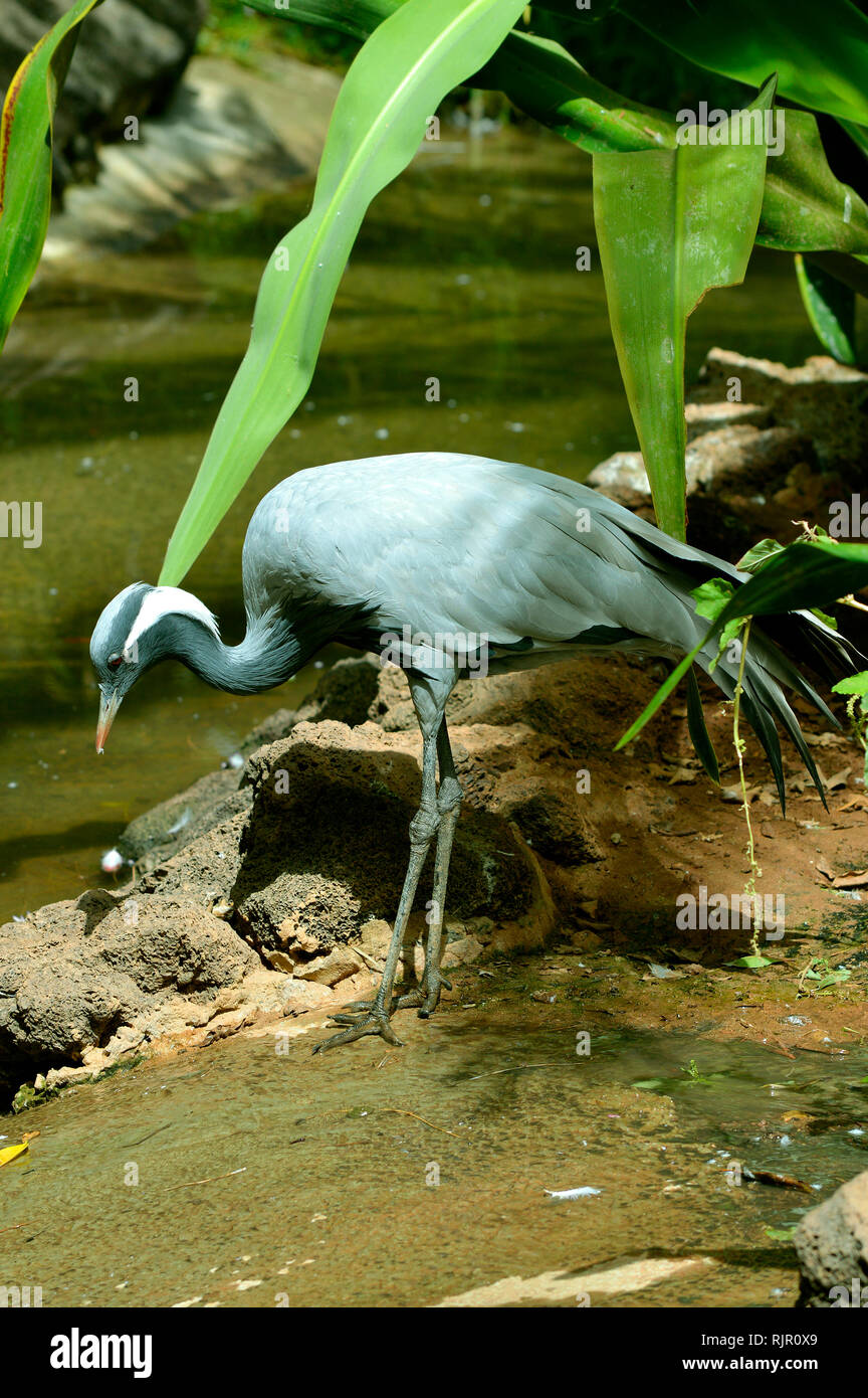 Blue crane Latin name Grus paradisea feeding in a stream Stock Photo