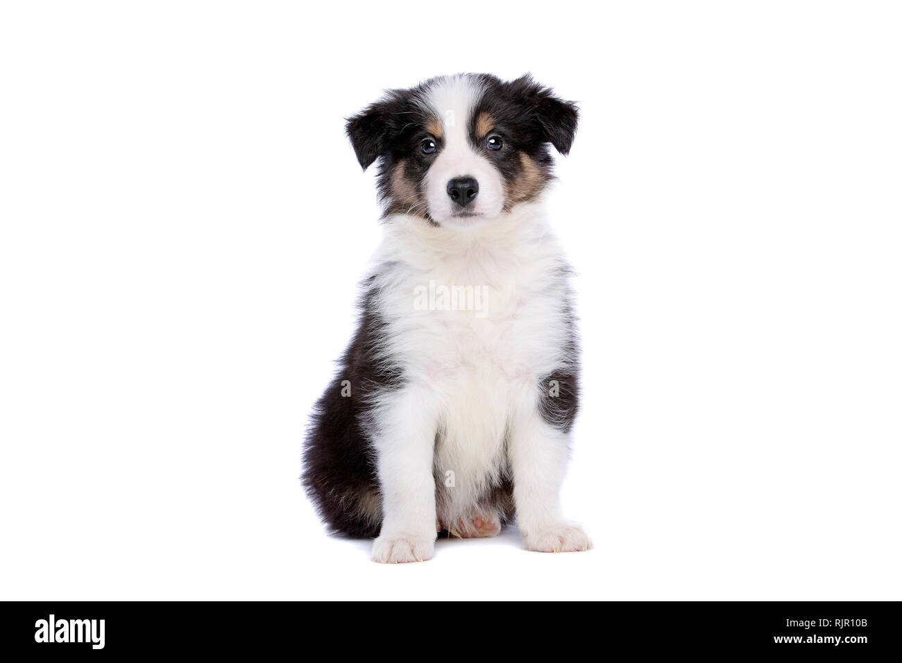 Border collie puppy in front of a white background Stock Photo - Alamy