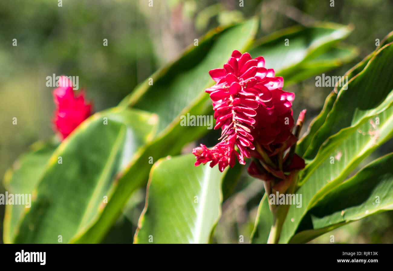 Closeup of Red Ginger Flower in Costa Rica Rainforest Stock Photo