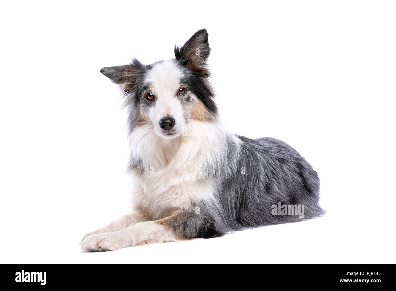Old Merle border collie dog in front of a white background Stock Photo