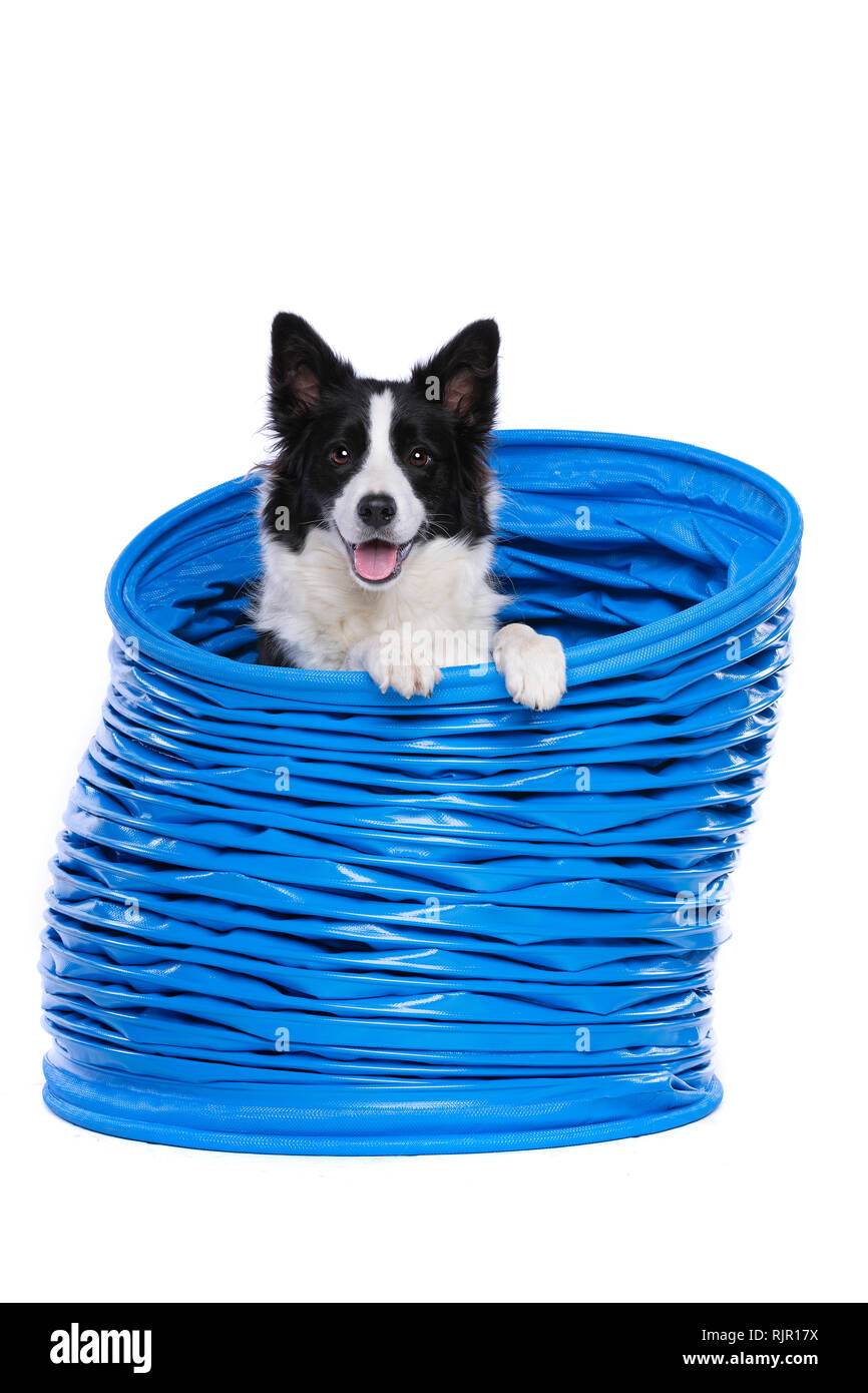 Border collie posing in a agility tunnel in front of a white background Stock Photo