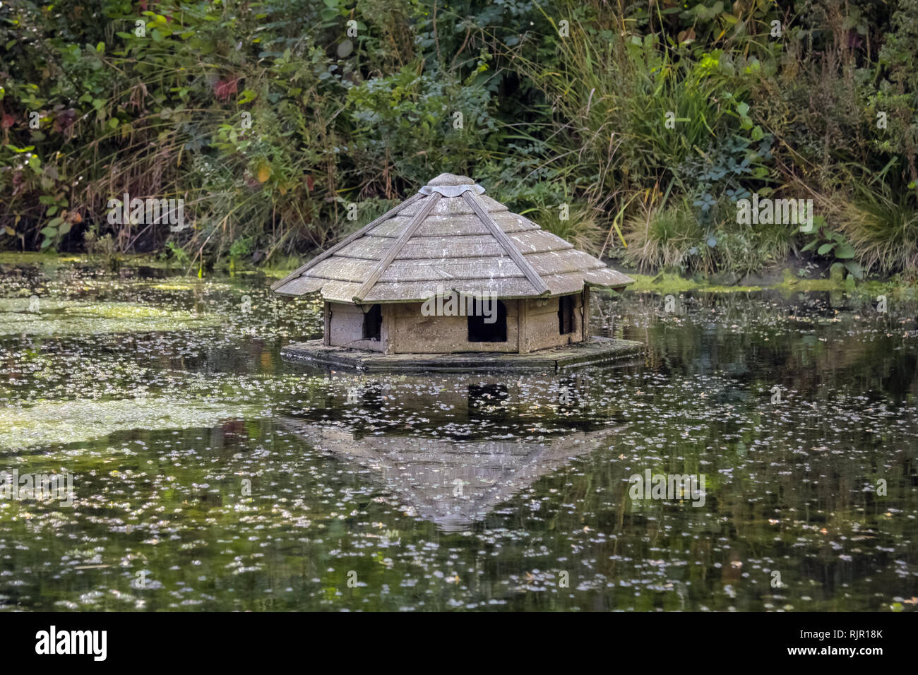 Wooden bird house with reflection floating on the water in the pond surrounded by plants and bulrushes Stock Photo