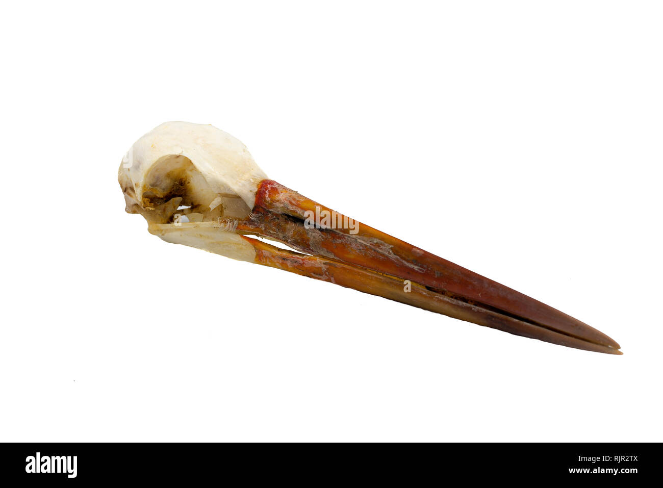 Common stork, Ciconia ciconia, Skull bird with white background Stock Photo