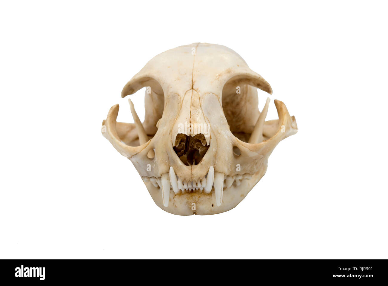 European wildcat (Felis silvestris), mammalian skull Stock Photo