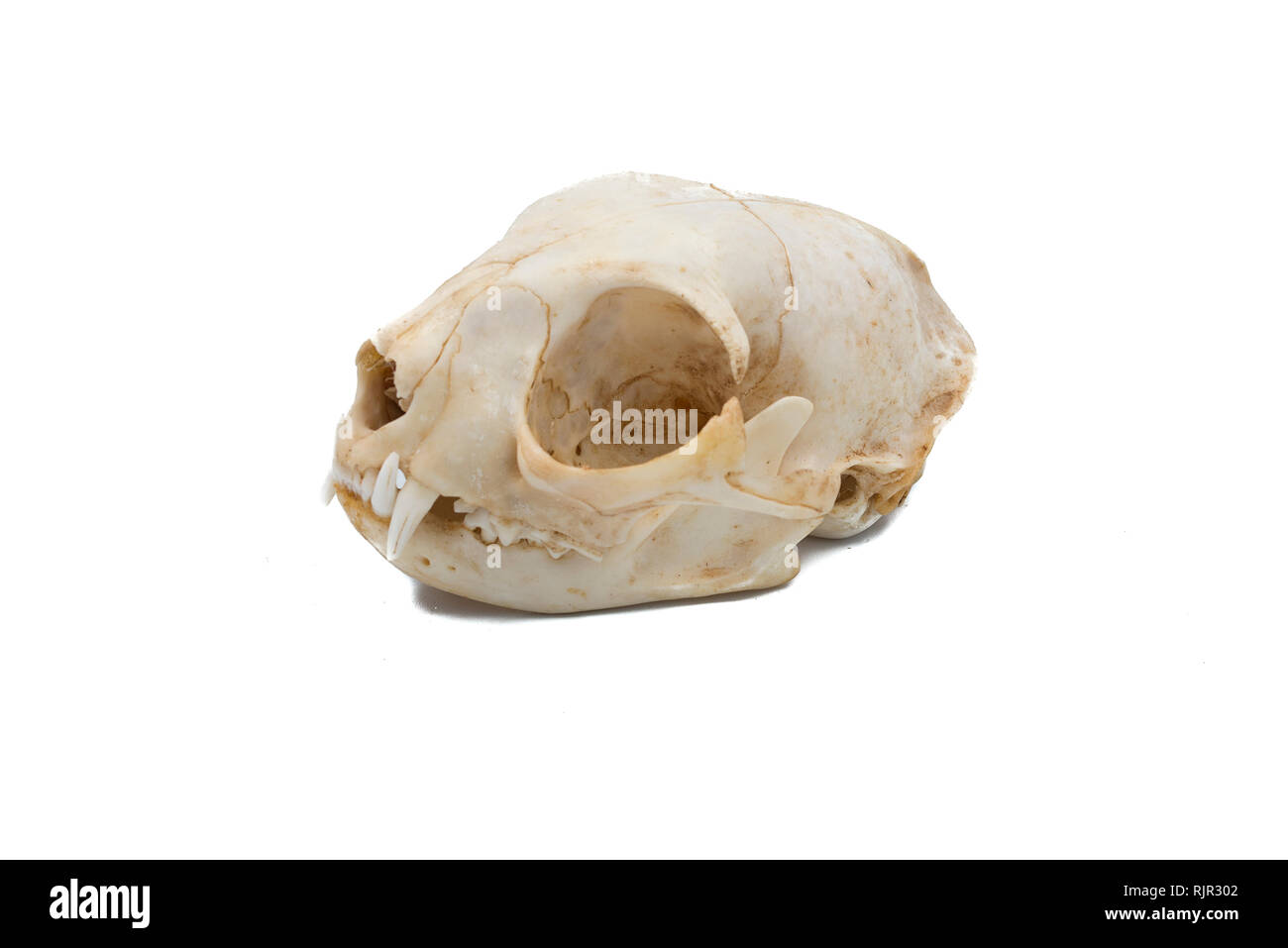 European wildcat (Felis silvestris), mammalian skull Stock Photo