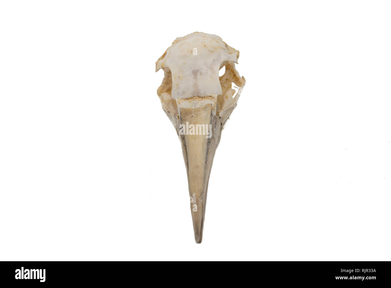 Northern Gannet (Morus bassanus), bird skull with white background Stock Photo