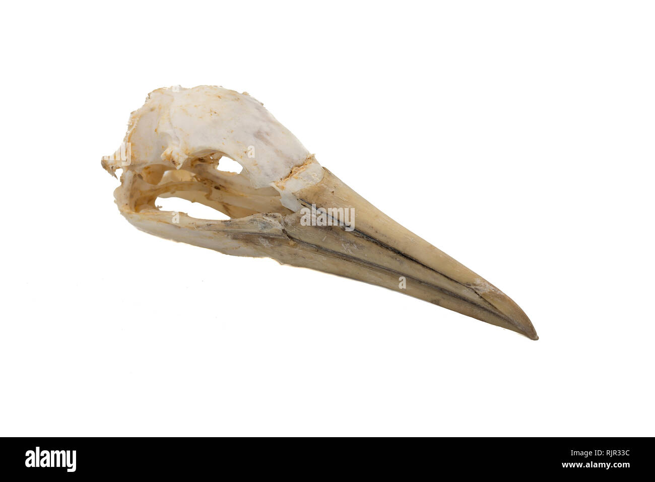 Northern Gannet (Morus bassanus), bird skull with white background Stock Photo