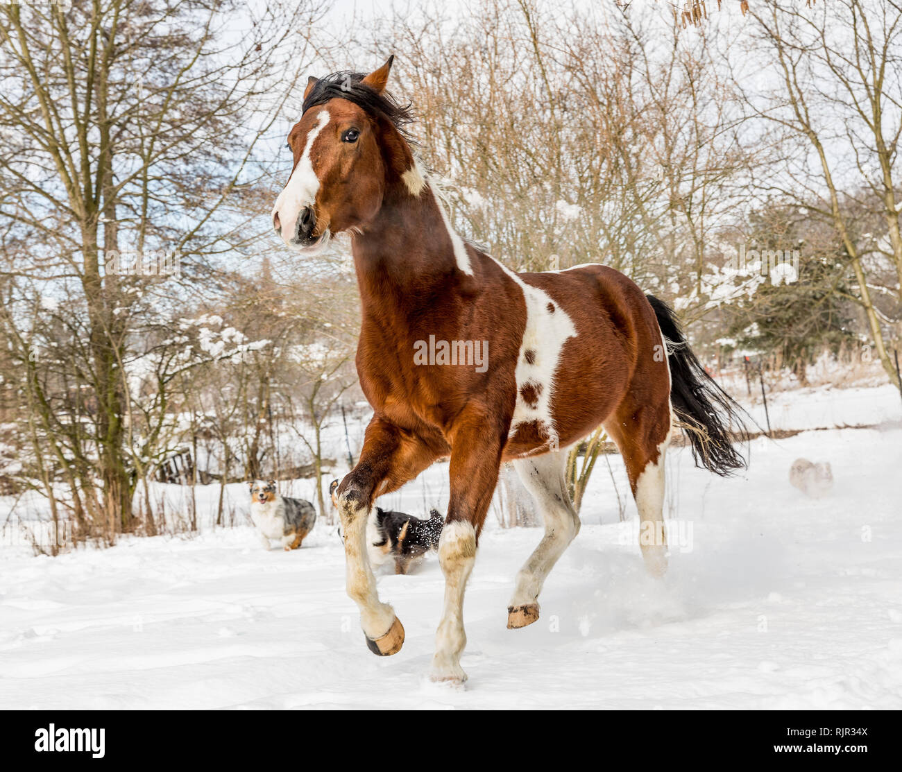 American paint horse hires stock photography and images Alamy