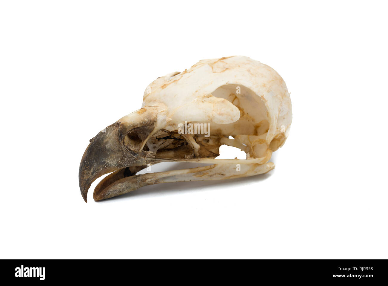 Spanish imperial eagle. Aquila adalberti, Bird skull with white background Stock Photo