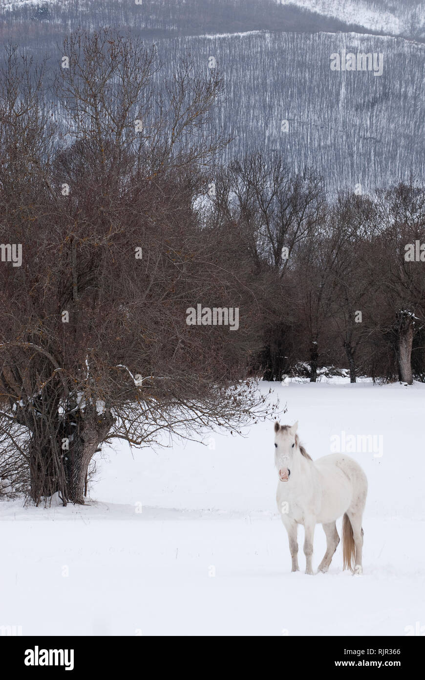 White horse in landscape hi-res stock photography and images - Alamy