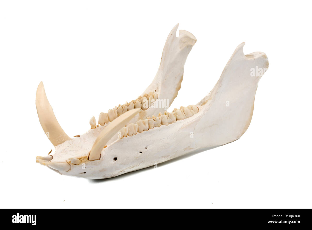 Animal jaw bone hi-res stock photography and images - Alamy