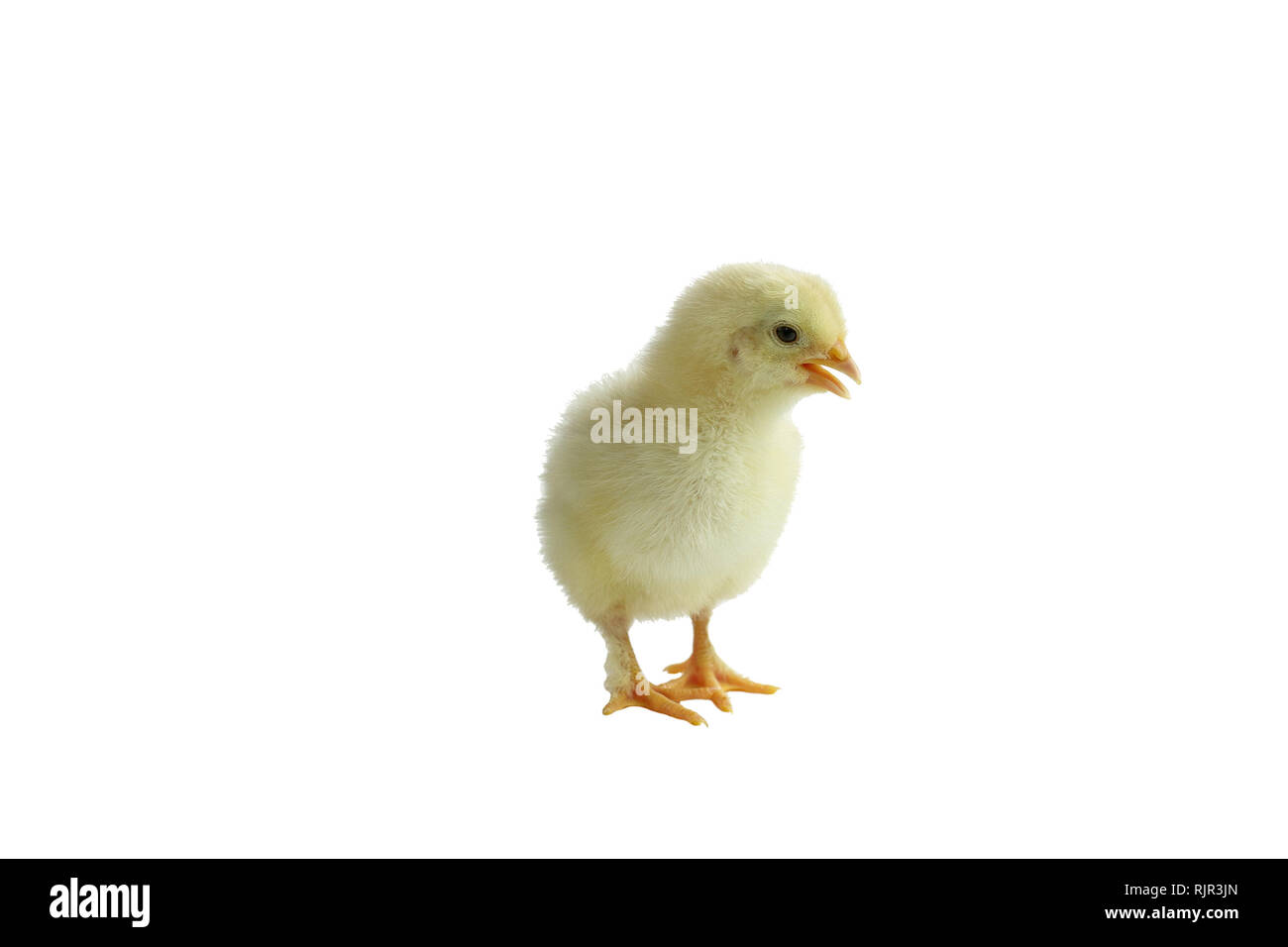 Cute little yellow French Splash Copper Maran chicken / chick isolated over a white background. Stock Photo