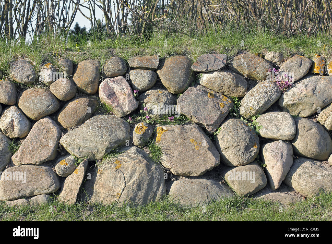 Frisian stone wall on the Island of Sylt with dead nettle Stock Photo