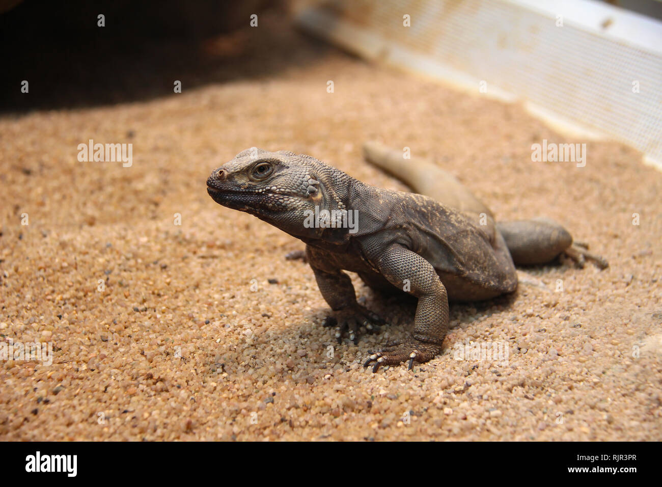Animal. The Lizard. The Small Monitor lizard. Stock Photo