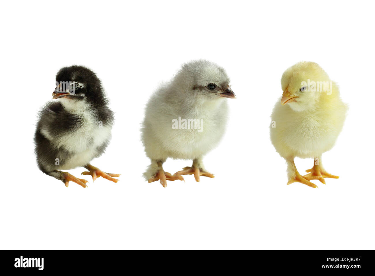 Three color variants of the French Copper Maran chickens / chicks isolated over a white background. Black, Blue and Splash. Stock Photo