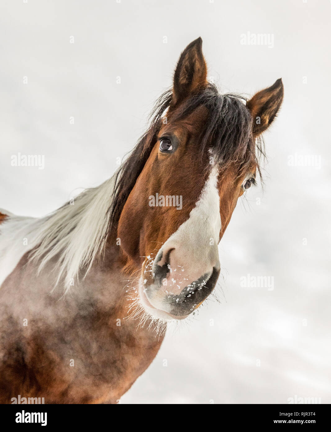 Fantastic DJ Valentine horse, American Paint Horse, in sunny day in