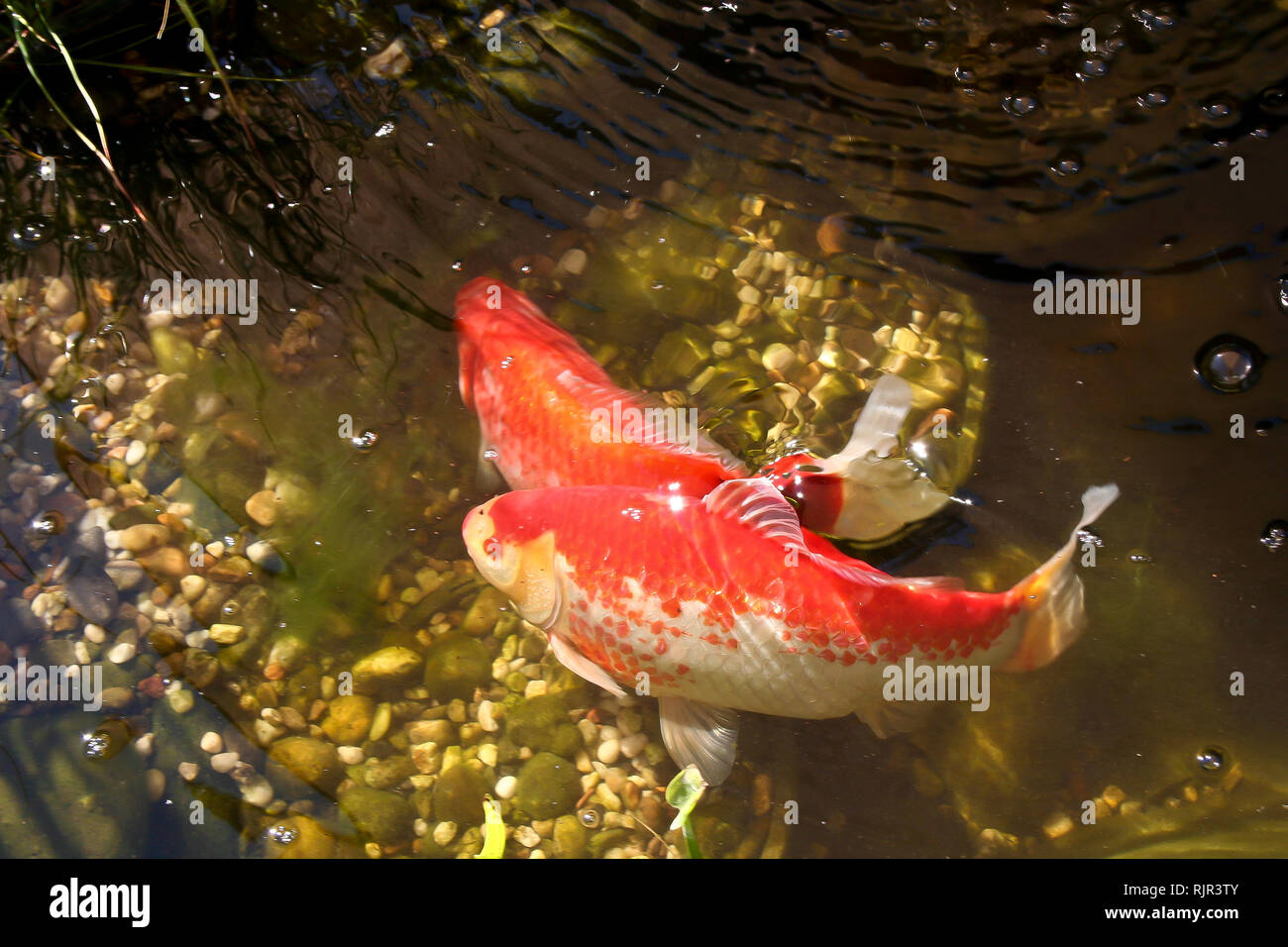 Different goldfish and koi swim in a pond Stock Photo Alamy