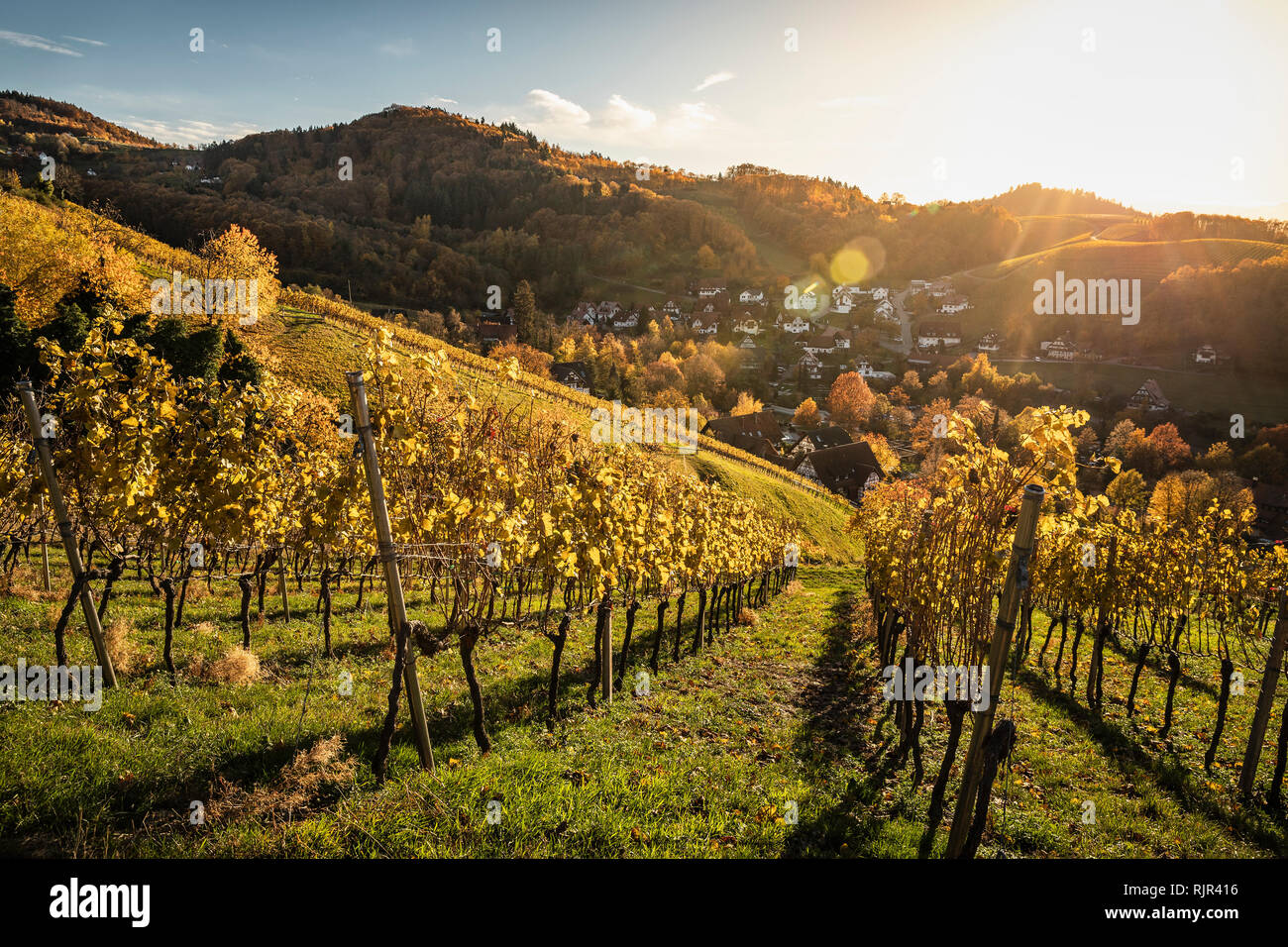 Vineyard Of Sasbachwalden Hi res Stock Photography And Images Alamy vineyard-of-sasbachwalden-hi-res-stock-photography-and-images-alamy