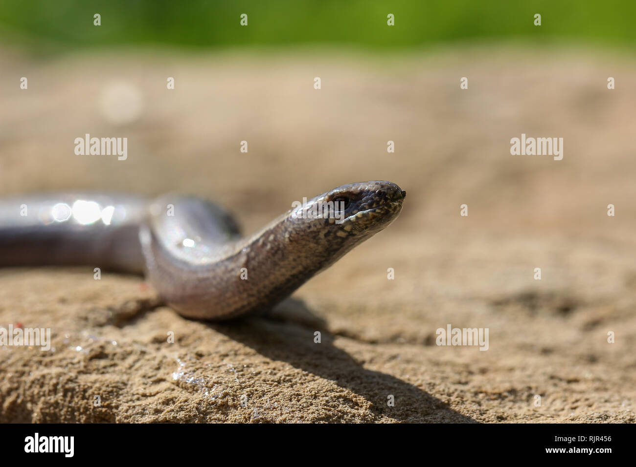 The snake / The snake crawls on the ground Stock Photo Alamy