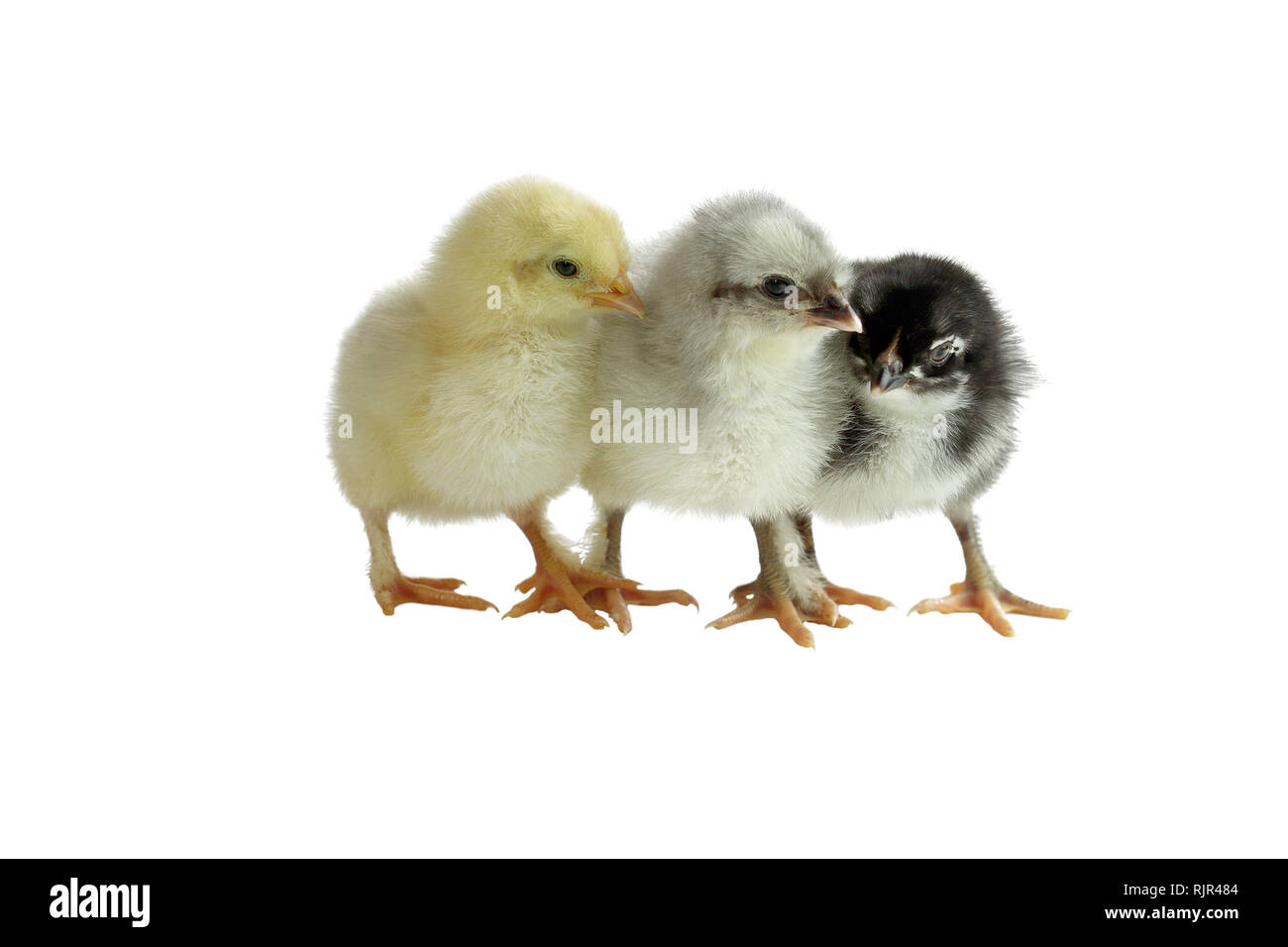 Three color variants of the French Copper Maran chickens / chicks cuddling together and isolated over a white background. Splash, Blue and Black Stock Photo