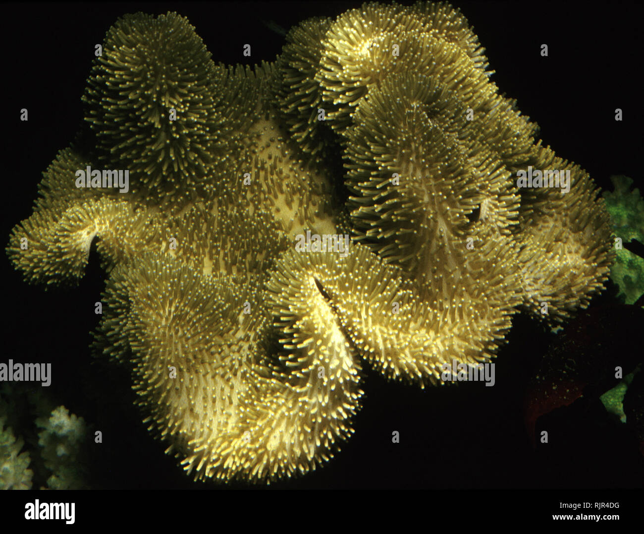 Mushroom leather coral (Sarcophyton sp.) Stock Photo