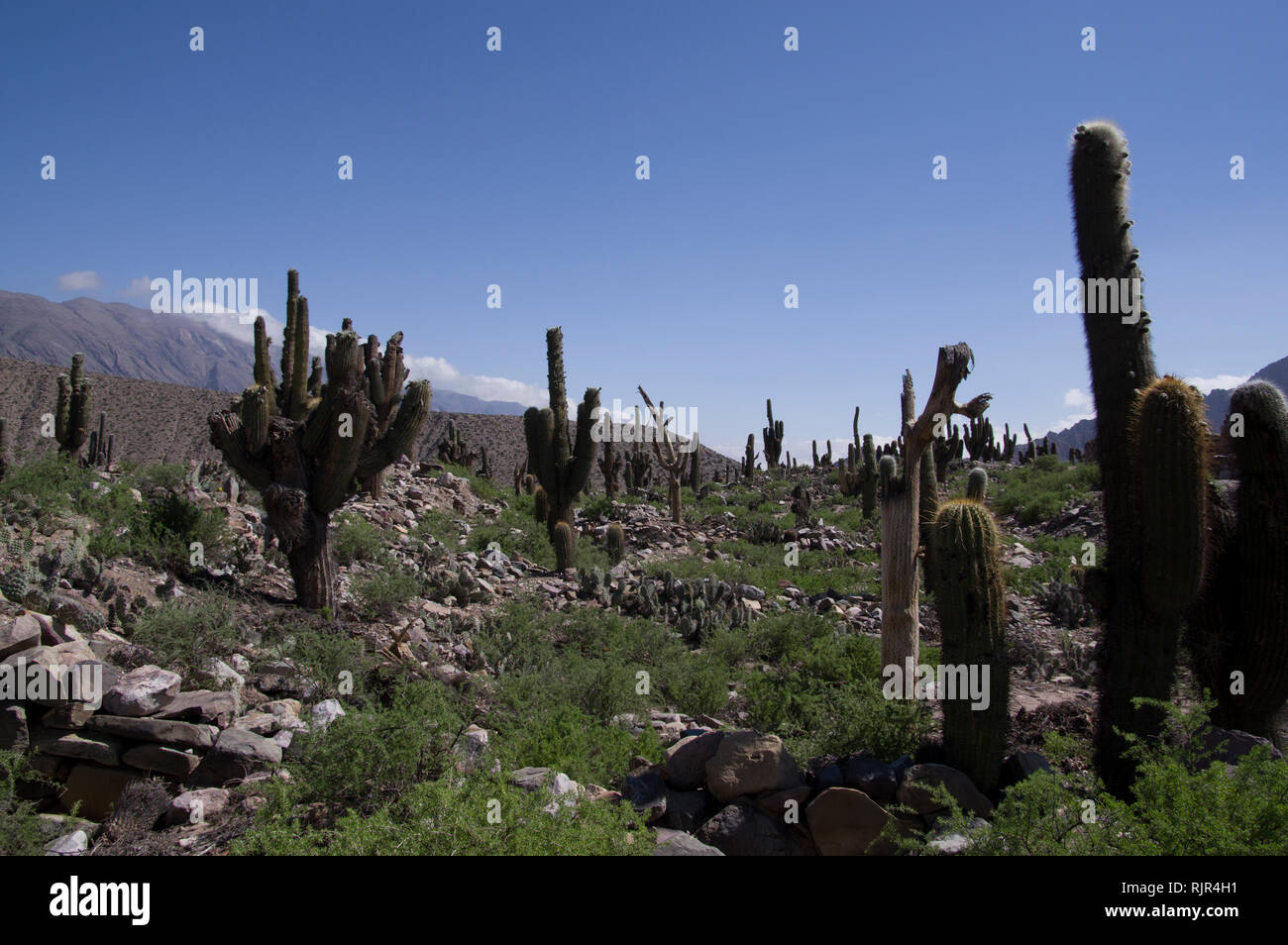 Pucara de Tilcara, with its pre-Incan fortification and colorful mountain scenery in the region of Salta, Northern Argentina, South America Stock Photo