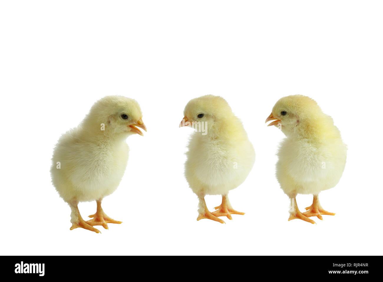 Three cute little yellow French Splash Copper Maran chicken / chicks