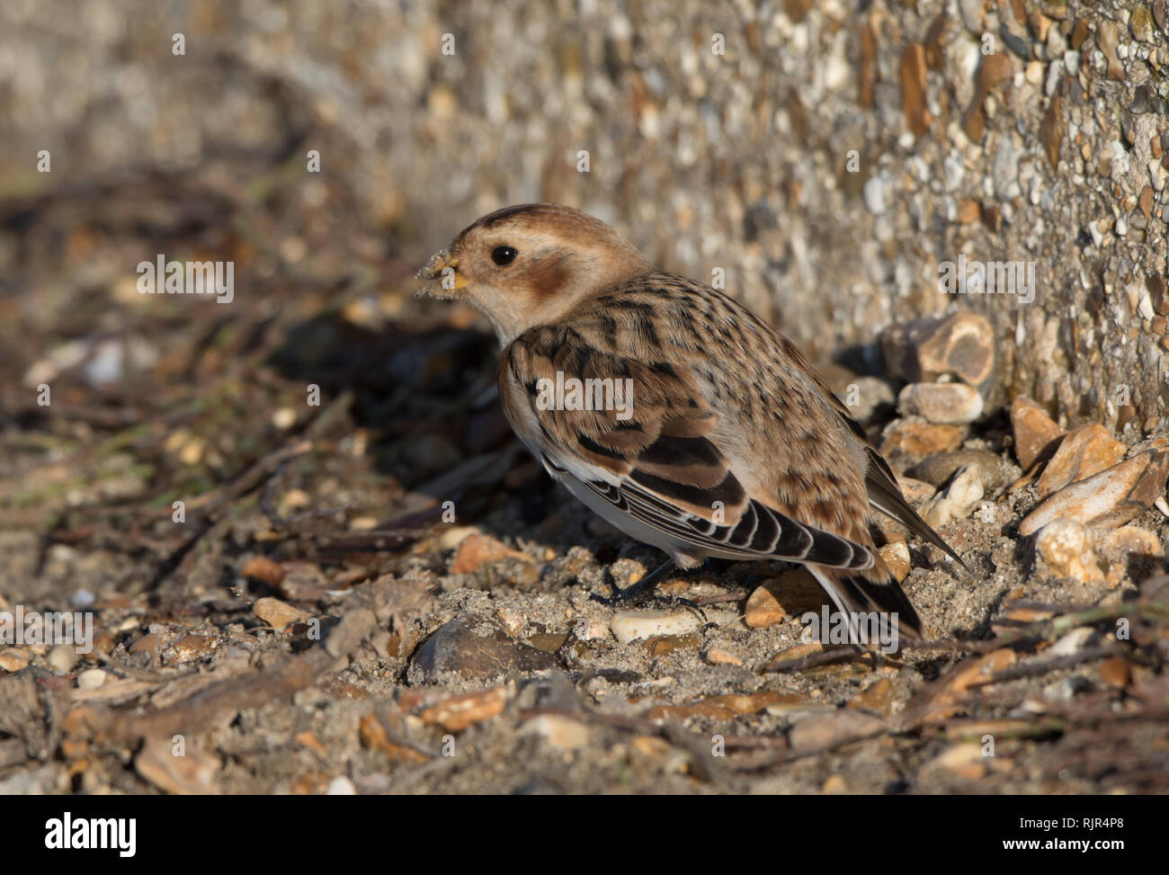 Snow Bunting (Plectrophenax nivalis) Stock Photo