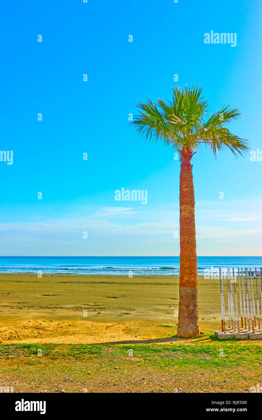 One single palm tree beach hi-res stock photography and images - Alamy