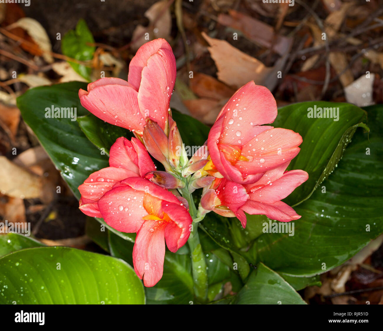Cluster of beautiful salmon pink flowers of Canna x generalis 'Cannova Rose' against background of bright green leaves in Australia Stock Photo