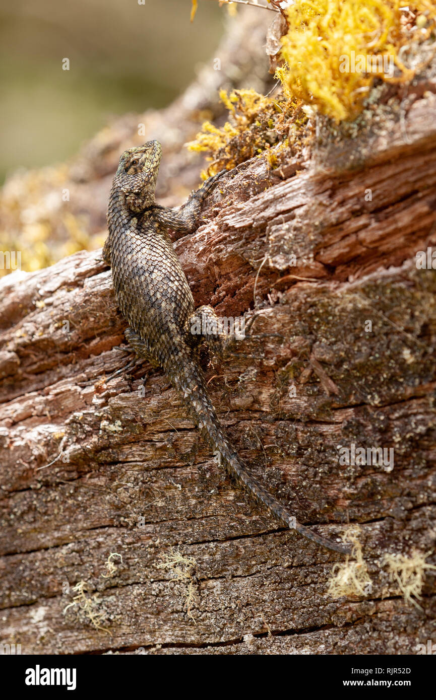 Green Spiny Lizard (Sceloporus malachiticus) on a fallen tree in Costa Rica Stock Photo