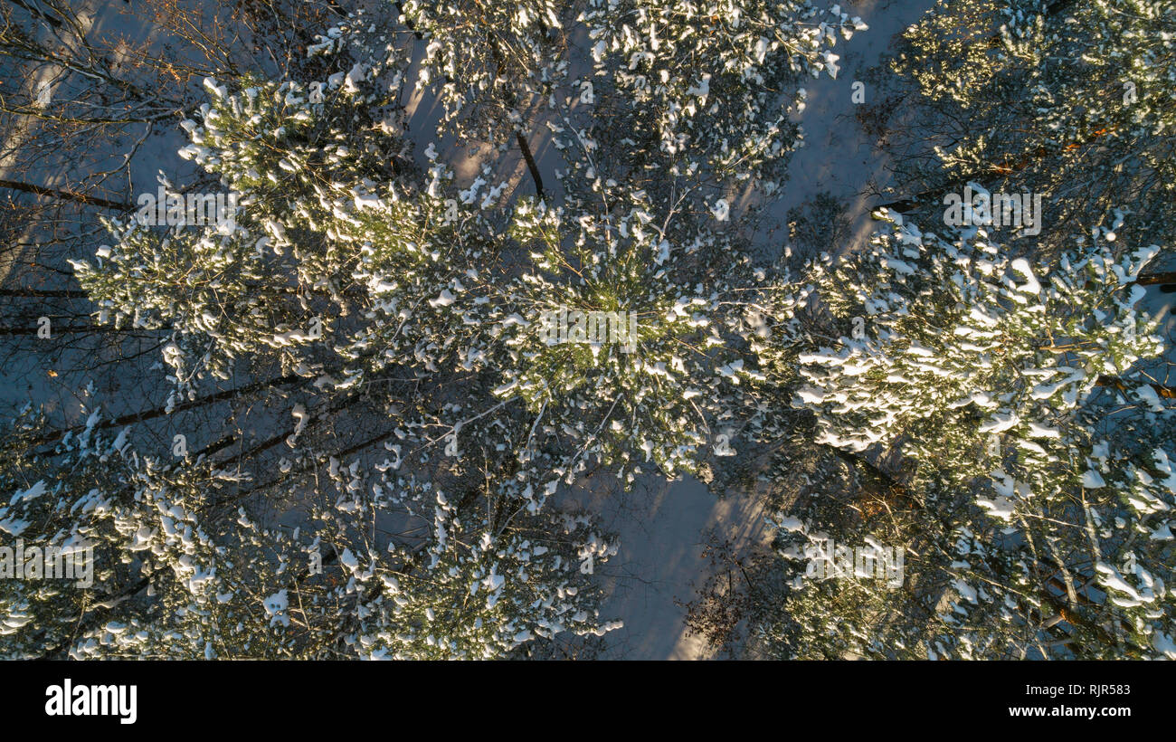 Aerial view of the pine forest in winter Stock Photo - Alamy