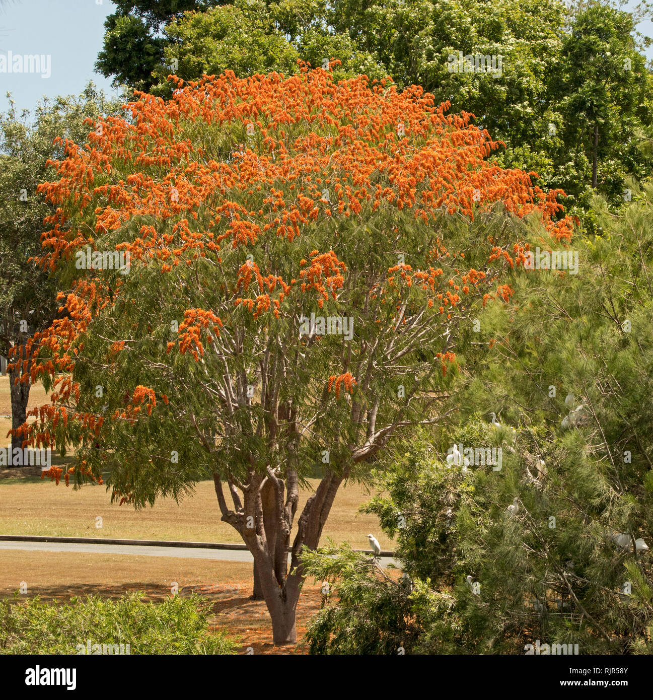 Colvillea racemosa, unusual deciduous tree, cloaked with masses of spectacular vivid orange flowers and green leaves in Queensland Australia Stock Photo