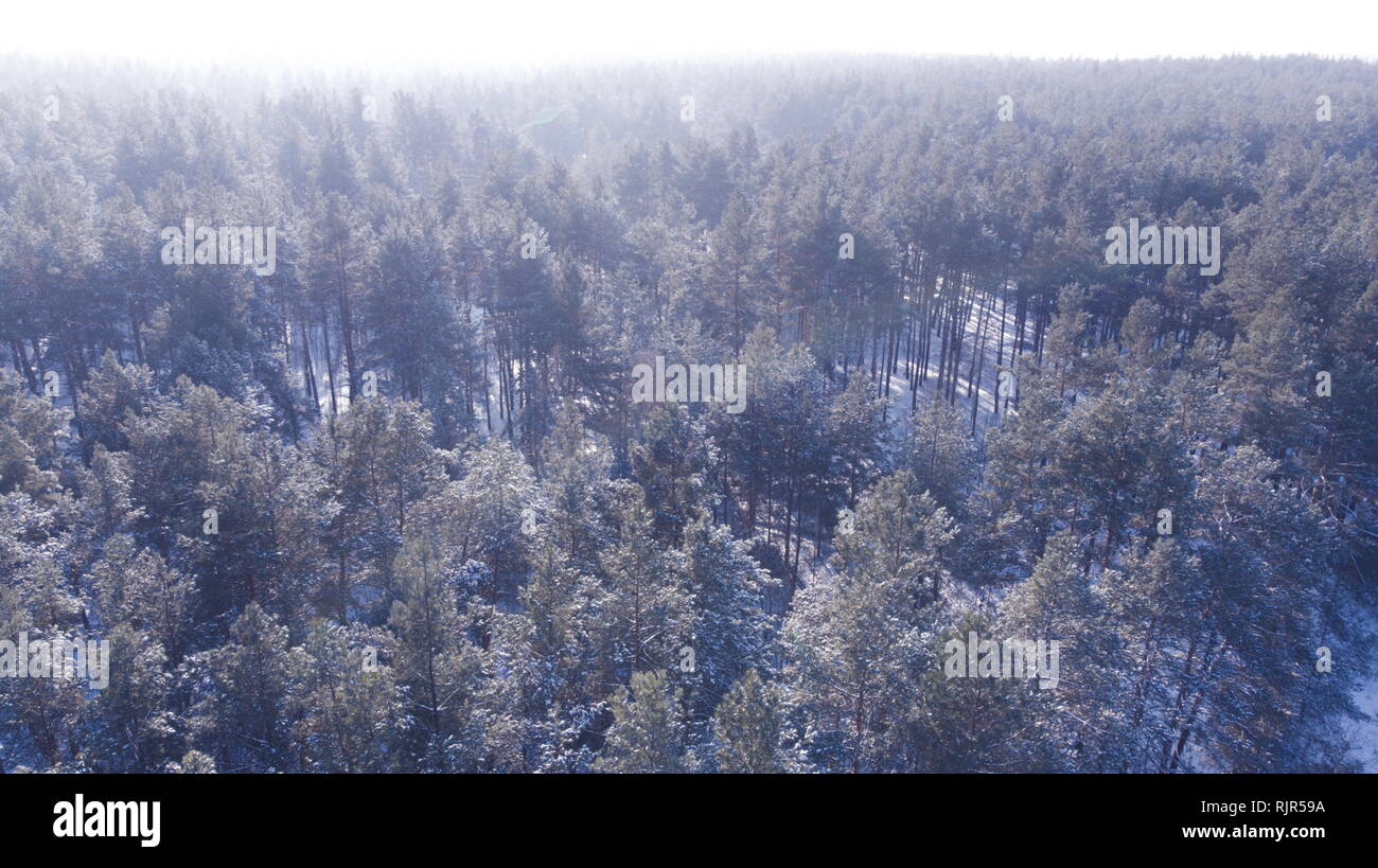 Aerial view of the pine forest in winter Stock Photo - Alamy