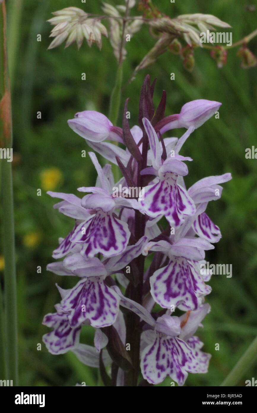 Heath spotted-orchid (Dactylorhiza maculata) flowering on a damp meadow near Haltern in southern Muensterland, Germany Stock Photo