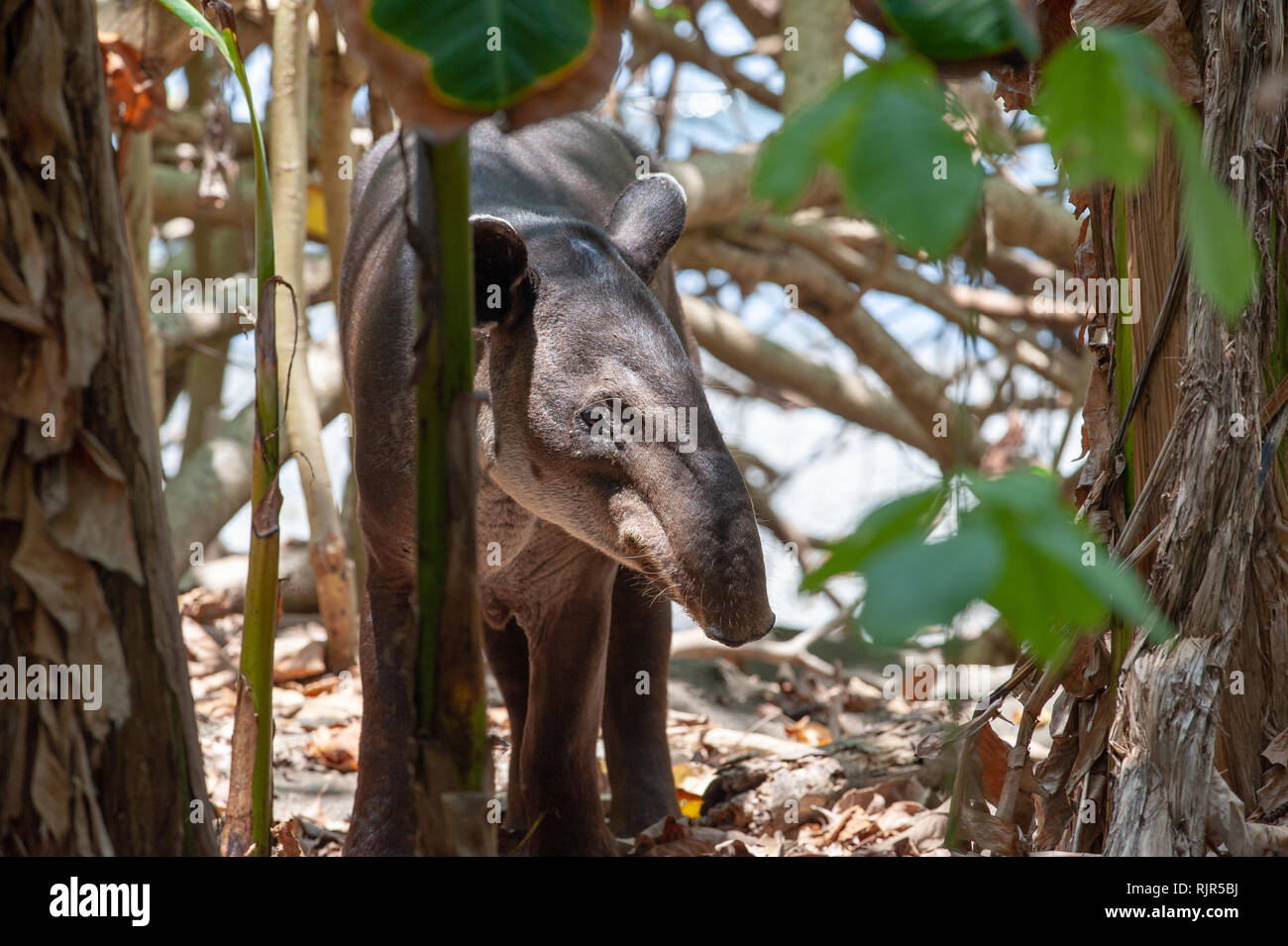 Belize tapir hi-res stock photography and images - Alamy