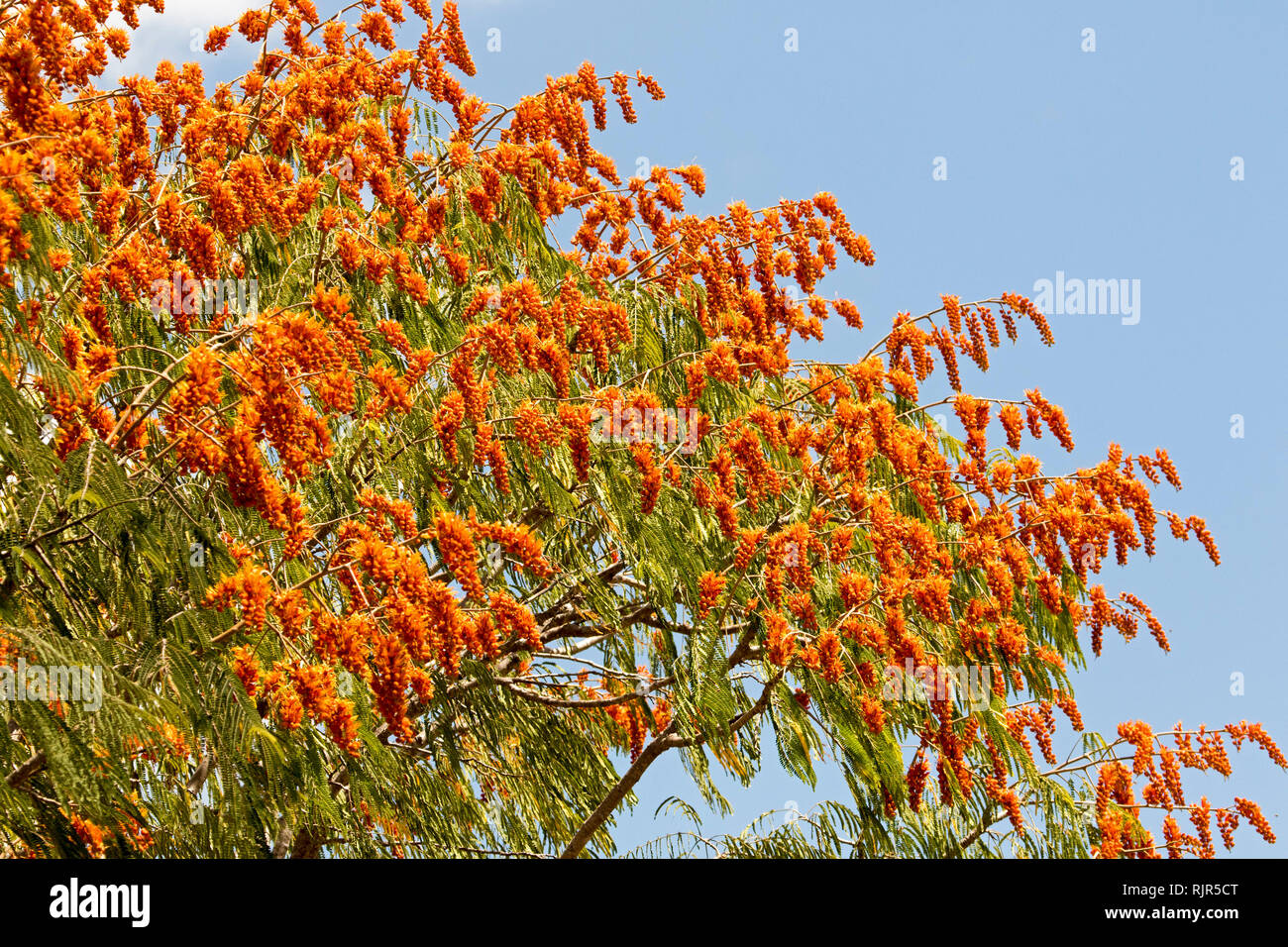 Masses of spectacular vivid orange flowers and green leaves of Colvillea racemosa, unusual deciduous tree, against blue sky in Queensland Australia Stock Photo
