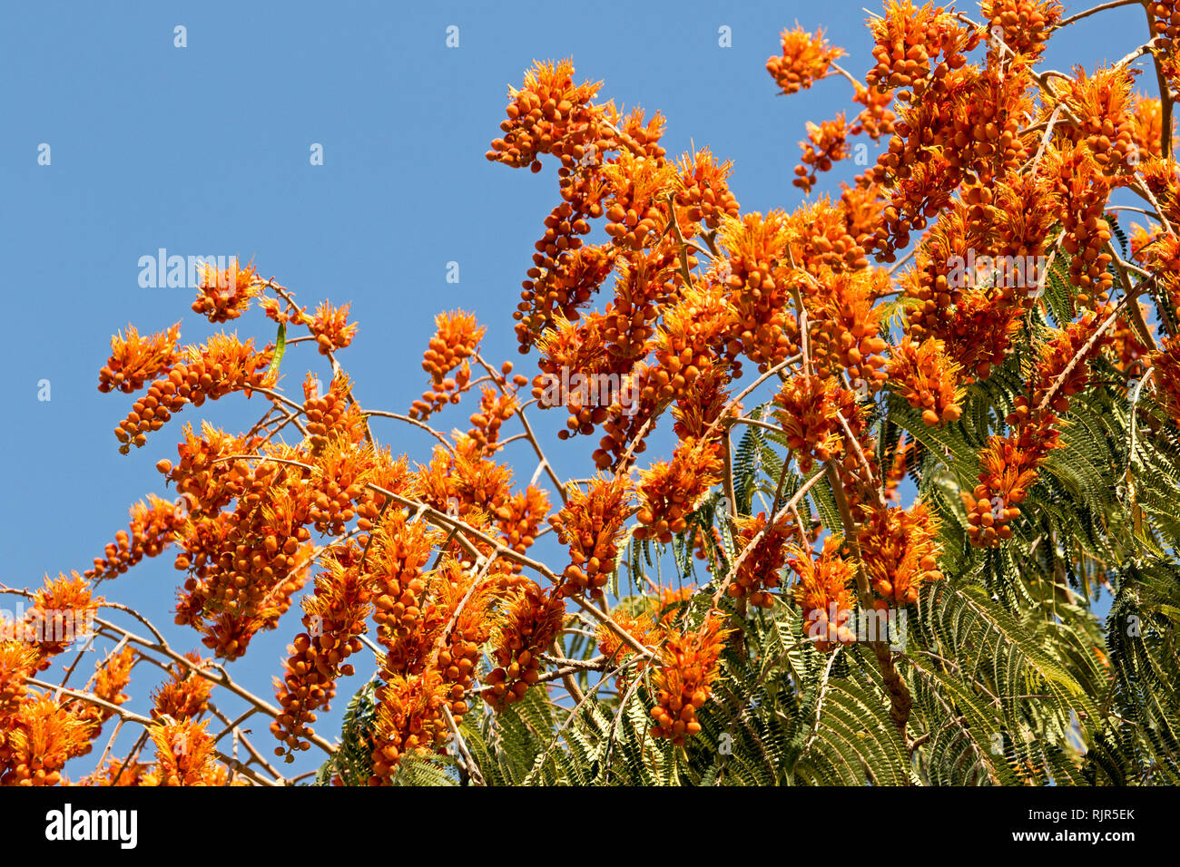 Masses of spectacular vivid orange flowers and green leaves of Colvillea racemosa, unusual deciduous tree, against blue sky in Queensland Australia Stock Photo