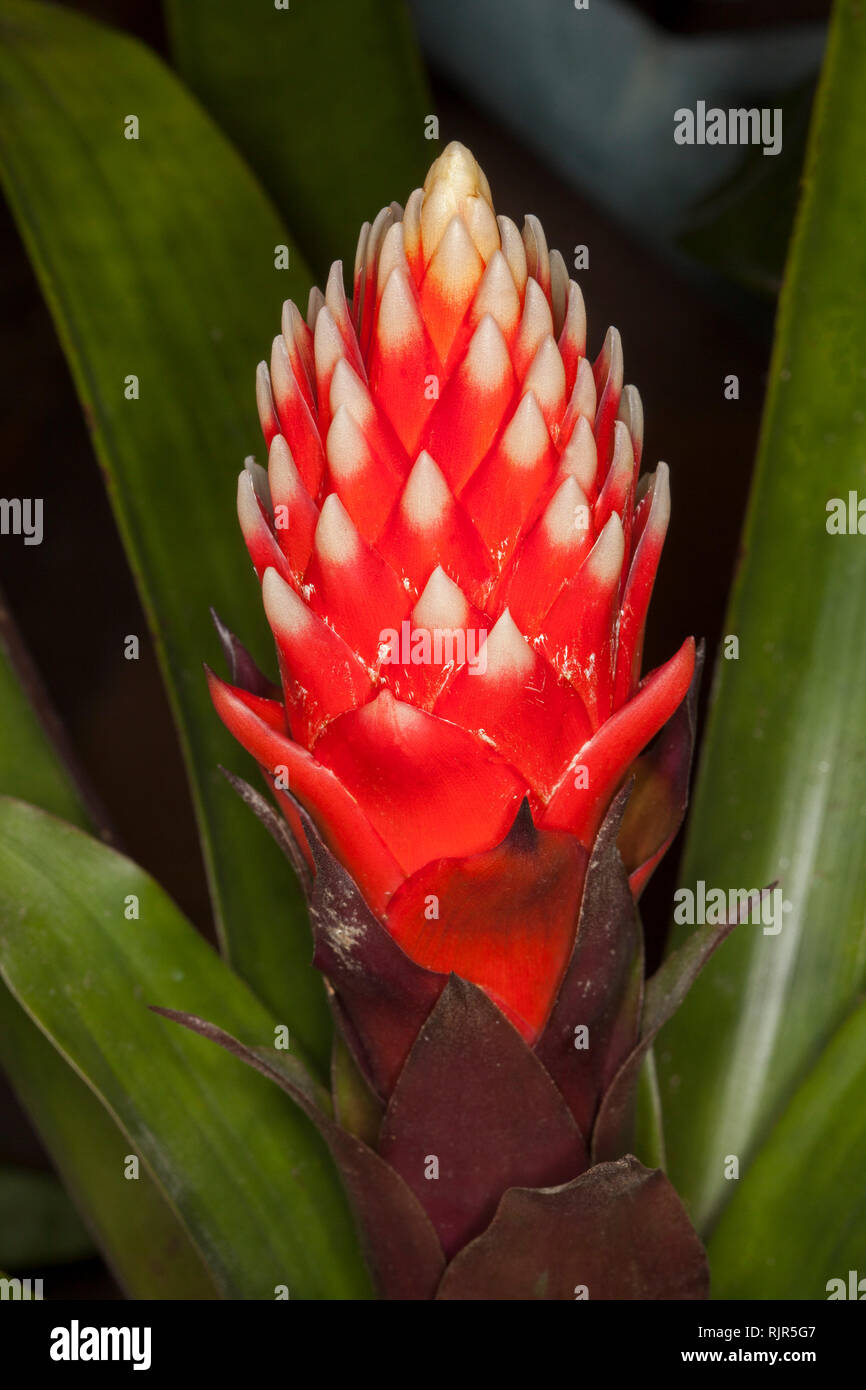 Spectacular vivid red conical flower bracts with white tips of bromeliad Guzmania 'Beau' surrounded by dark green leaves Stock Photo