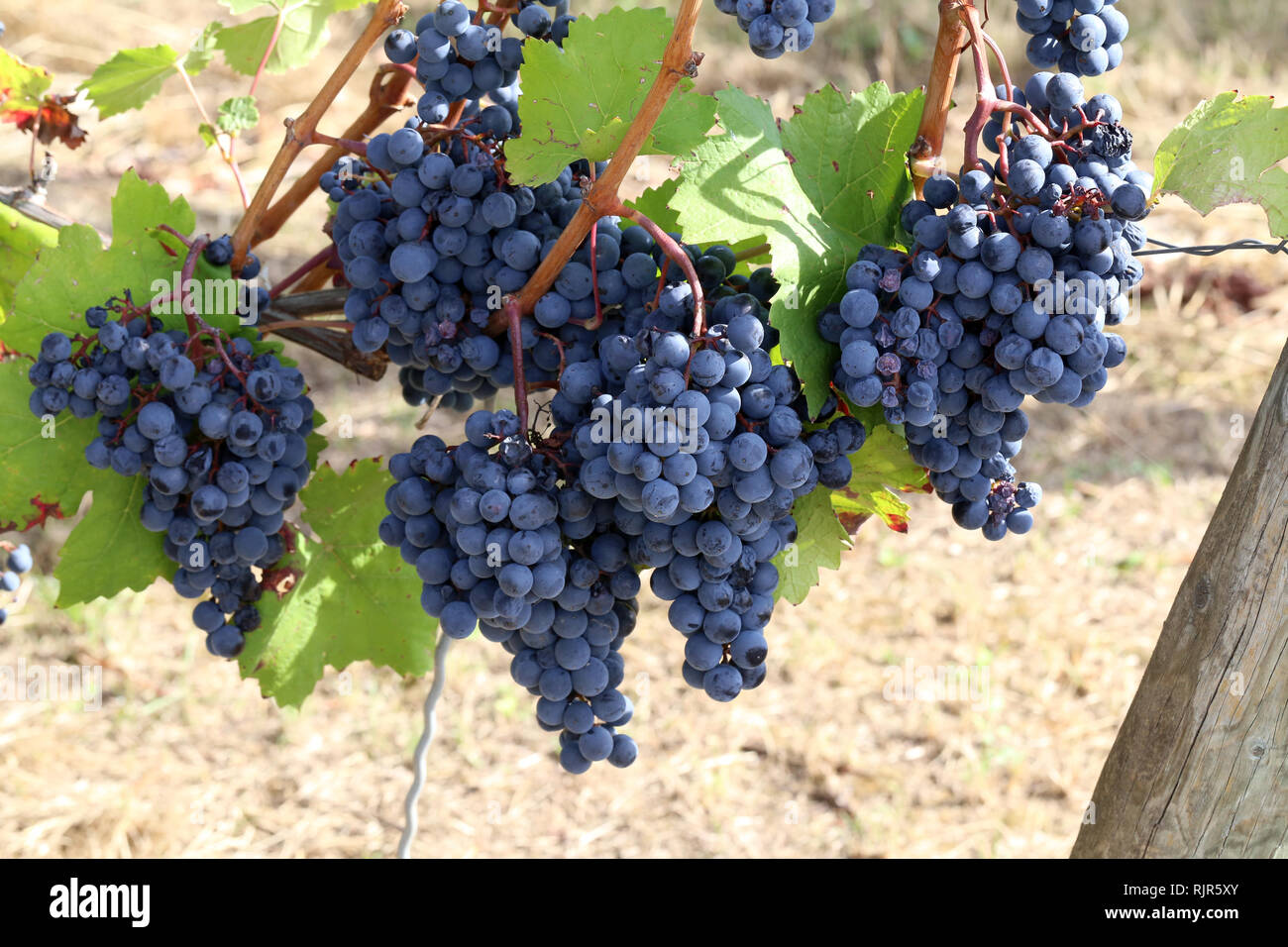 Vineyard. Grapes are ripening in the vineyard Stock Photo Alamy