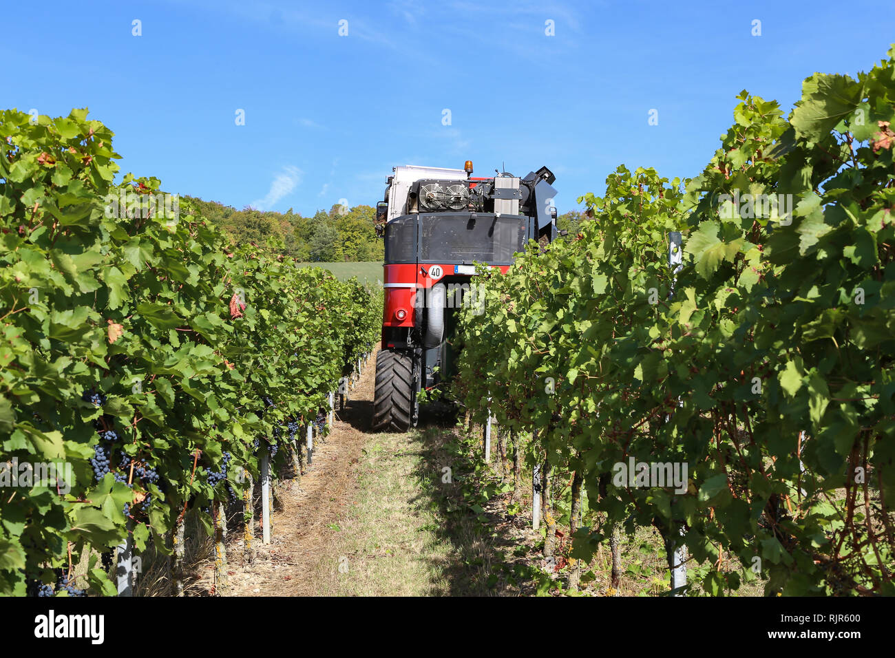 Harvesting grapes. Harvesting grapes by a combine harvester Stock Photo
