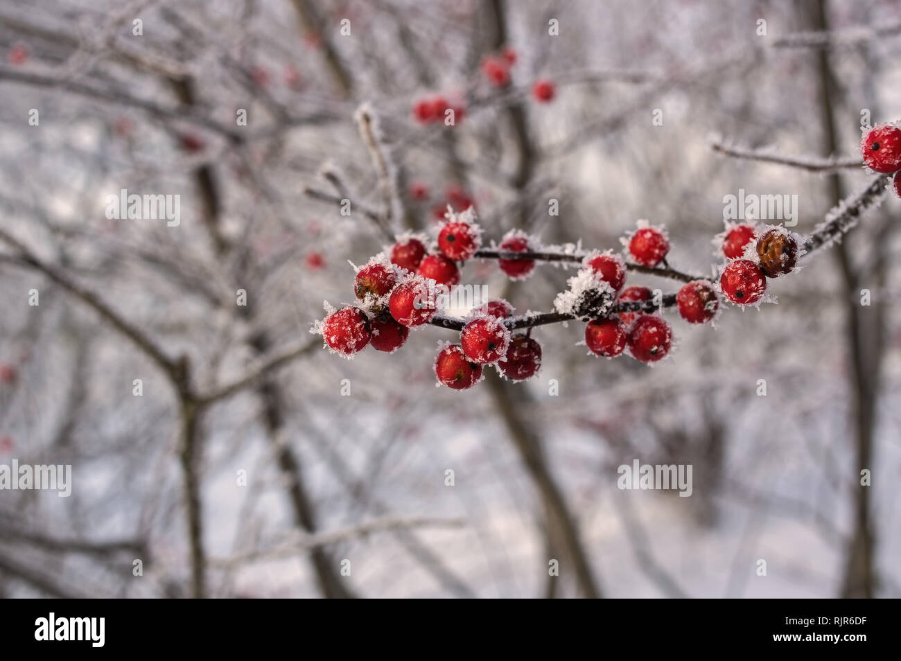 Ilex verticillata or winterberry covered with hoarfrost on a winter’s day. It is a species of holly native to eastern North America. Stock Photo