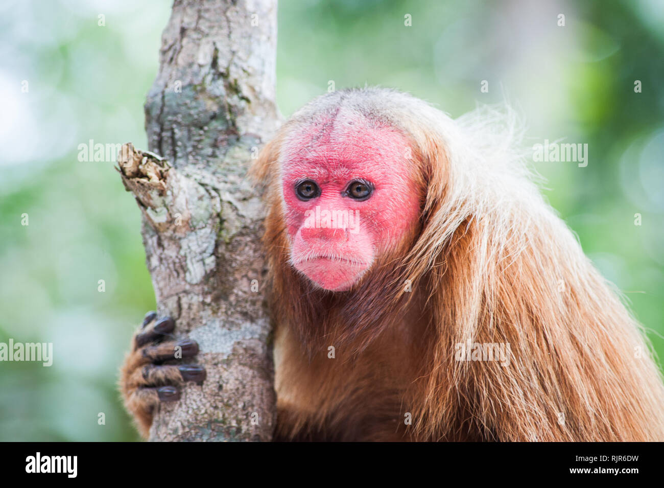 Red faced monkey hi-res stock photography and images - Alamy