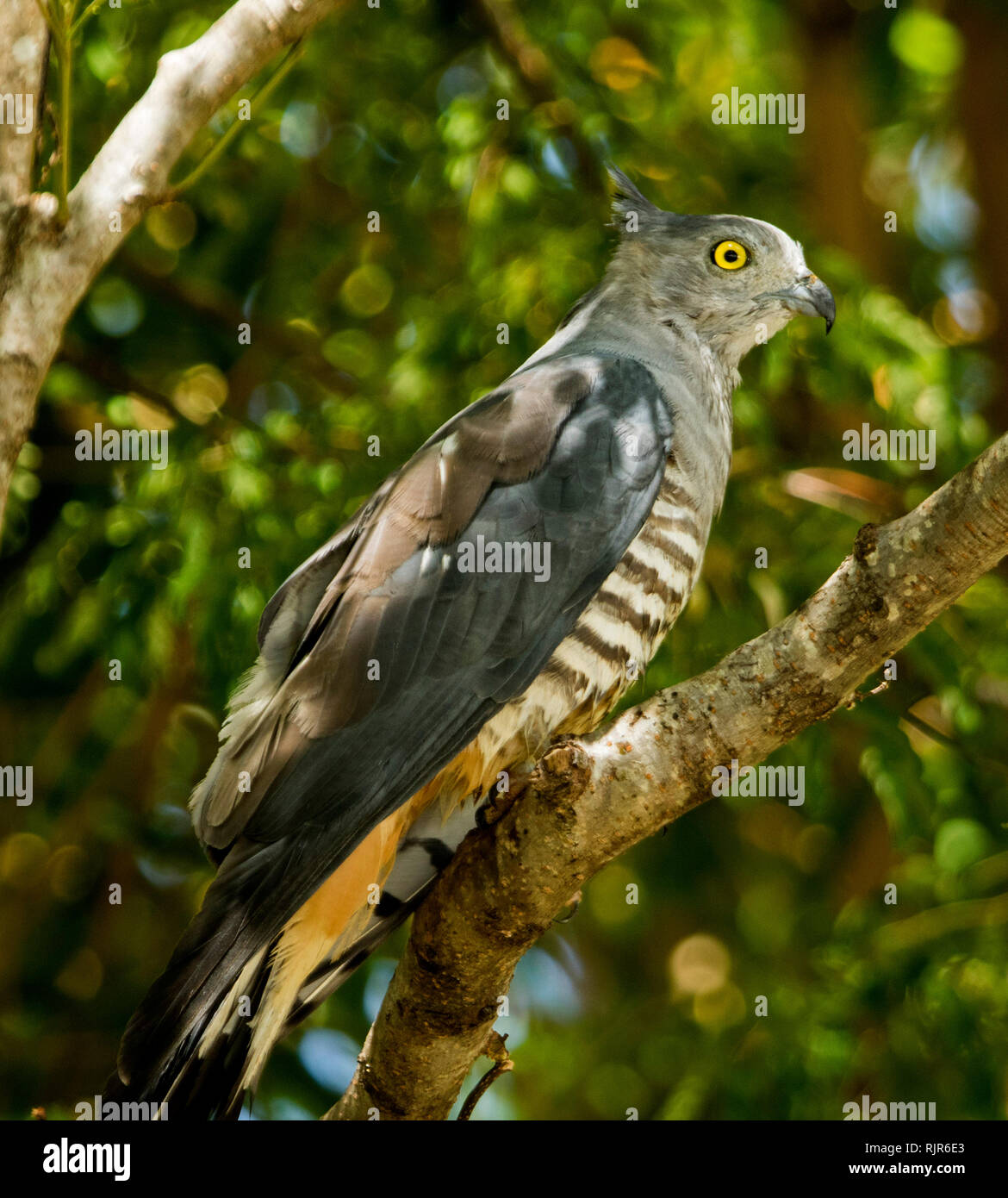 Pacific Paza / Crested Hawk, Aviceda subcristata, Australian raptor