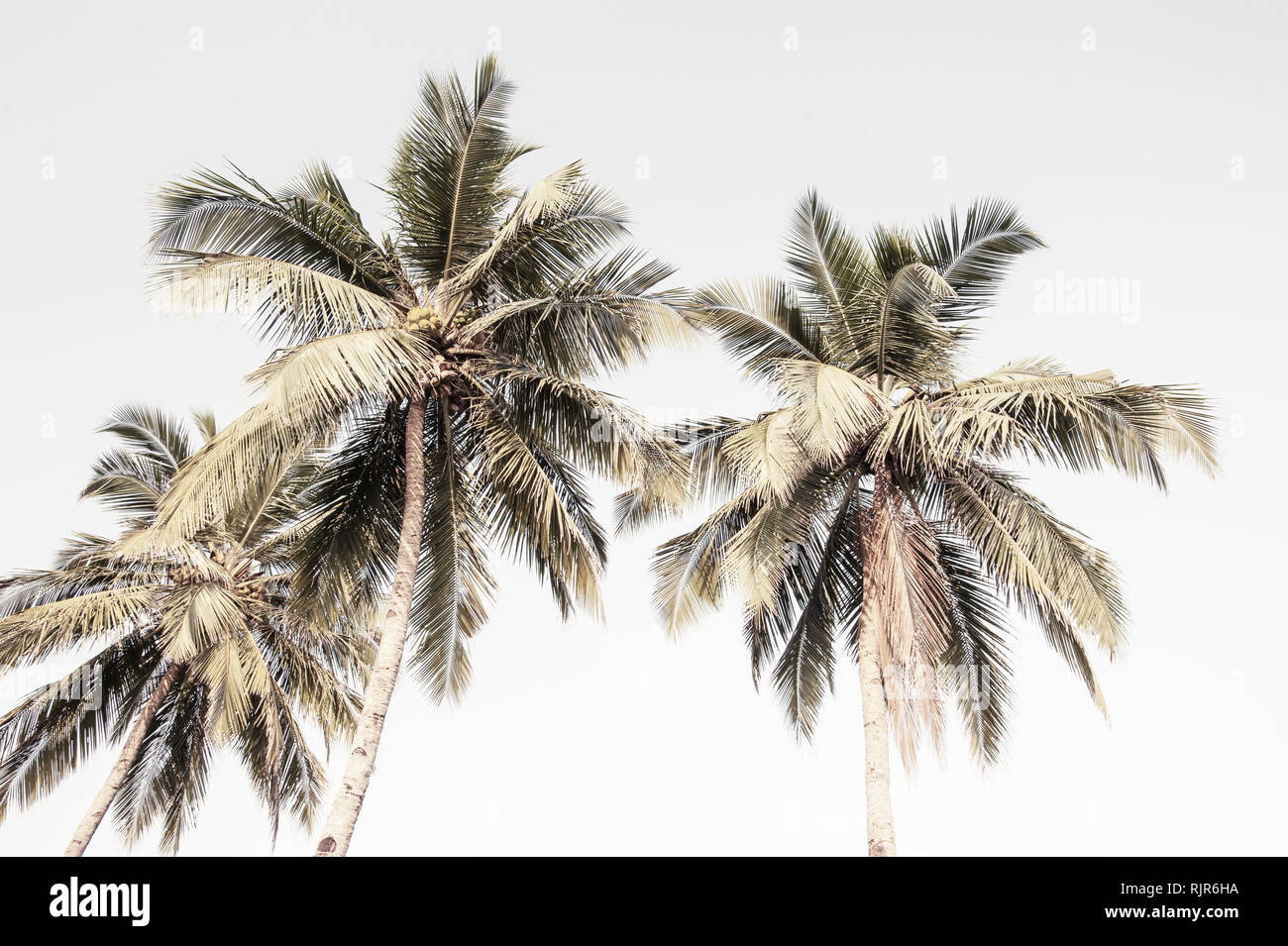 palm trees toned instagram style Stock Photo Alamy