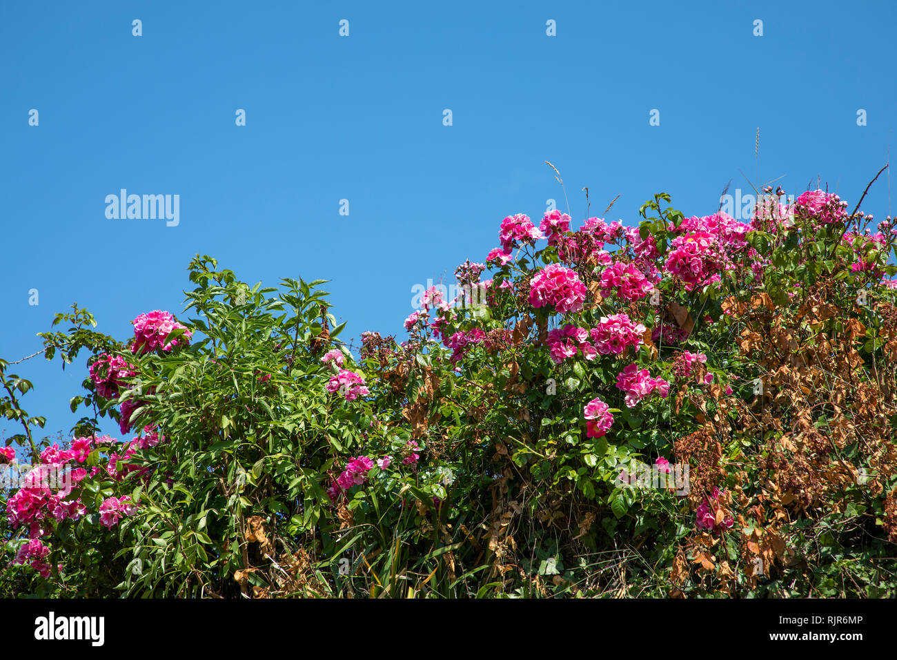 Bank of roses at the chateau de longis now called the Nunnery on Alderney. Stock Photo